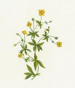 Common Tormentil by English School